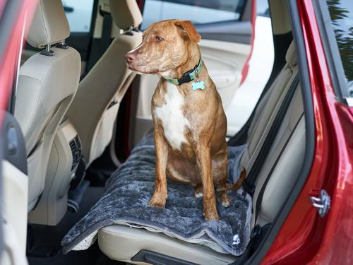 Show full view: Pet Parents Pawtect Blanket Waterproof Premium Dog, Cat, & Puppy Blanket, Slate, Large slide 9 of 11