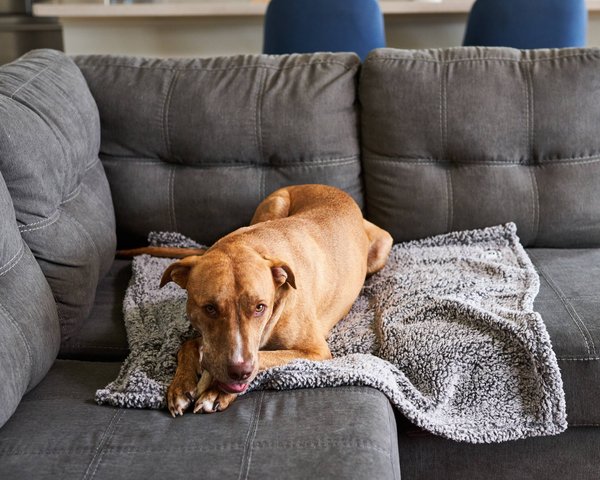 Show full view: Pet Parents Premium Cat, Puppy & Dog Blanket, Slate, Medium slide 7 of 11