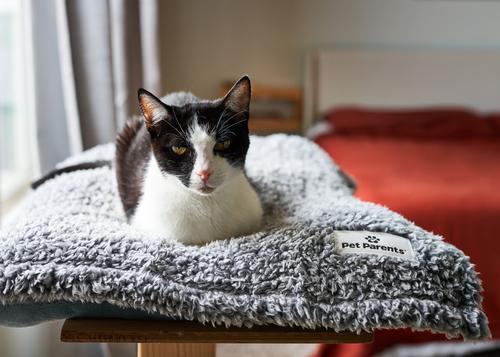 Show full view: Pet Parents Premium Cat, Puppy & Dog Blanket, Slate, Medium slide 8 of 11