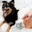Show in main carousel: Pet-Pourri Pawsitively Fresh Dog & Cat Odor Eliminator Candle, 7.5-oz jar slide 3 of 3