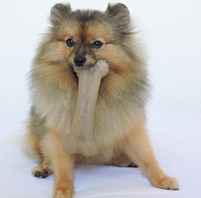 Show full view: Pet Qwerks BarkBone Bacon Flavor Tough Dog Chew Toy, Medium slide 4 of 9