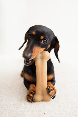 Show full view: Pet Qwerks BarkBone Bacon Flavor Tough Dog Chew Toy, Medium slide 5 of 9