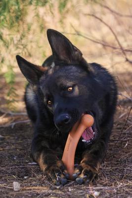Show full view: Pet Qwerks BarkBone BBQ Flavor Tough Dog Chew Toy, Large slide 4 of 7