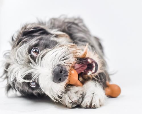 Show full view: Pet Qwerks BarkBone BBQ Flavor Tough Dog Chew Toy, Medium slide 5 of 8