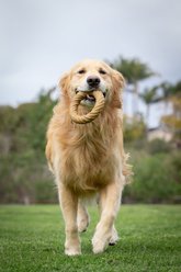 Pet Qwerks BarkBone Peanut Butter Flavor Chew Ring Tough Dog Chew Toy, Medium slide 2 of 5