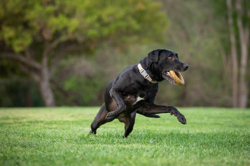 Show full view: Pet Qwerks BarkBone Peanut Butter Flavor Chew Ring Tough Dog Chew Toy, Medium slide 5 of 7