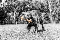 Pet Qwerks BarkBone Peanut Butter Flavor Chew Stick Tough Dog Chew Toy, X-Large slide 2 of 5