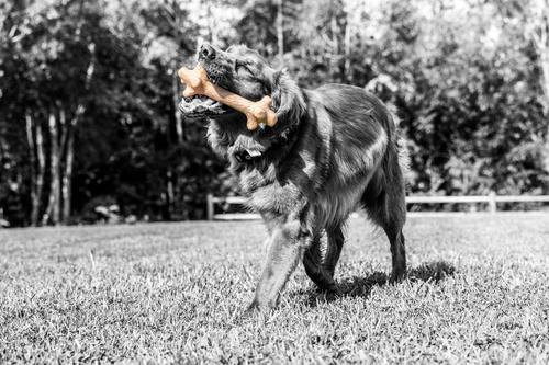 Show full view: Pet Qwerks BarkBone Peanut Butter Flavor Chew Stick Tough Dog Chew Toy, X-Large slide 4 of 7