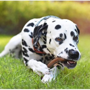 Pet Qwerks Barkbone Peanut Butter Flavor Tough Dog Chew Toy, Large
