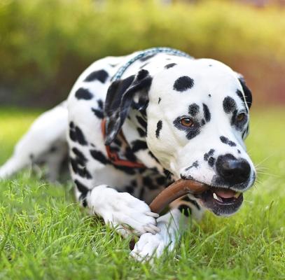 Show full view: Pet Qwerks Barkbone Peanut Butter Flavor Tough Dog Chew Toy, Large slide 5 of 10