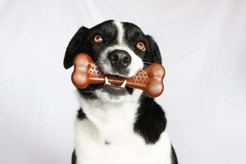 Show full view: Pet Qwerks Barkbone Peanut Butter Flavor Tough Dog Chew Toy, Medium slide 5 of 10