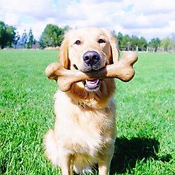 Pet Qwerks Dinosaur BarkBone Bacon Flavor Tough Dog Chew Toy, Beast slide 2 of 7