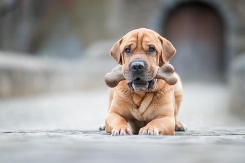 Show full view: Pet Qwerks Dinosaur BarkBone Bacon Flavor Tough Dog Chew Toy, Beast slide 4 of 8