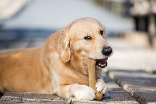 Show full view: Pet Qwerks Dinosaur BarkBone Bacon Flavor Tough Dog Chew Toy, Beast slide 5 of 8