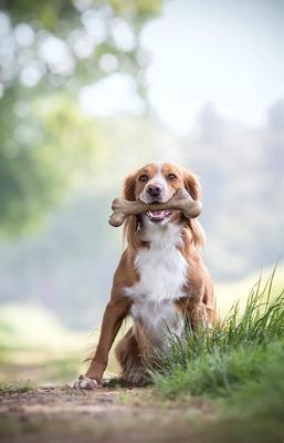 Show full view: Pet Qwerks Dinosaur BarkBone Bacon Flavor Tough Dog Chew Toy, Large slide 4 of 8