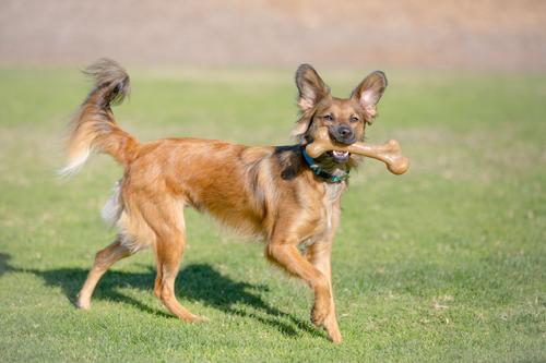 Show full view: Pet Qwerks Dinosaur BarkBone Bacon Flavor Tough Dog Chew Toy, Large slide 5 of 8