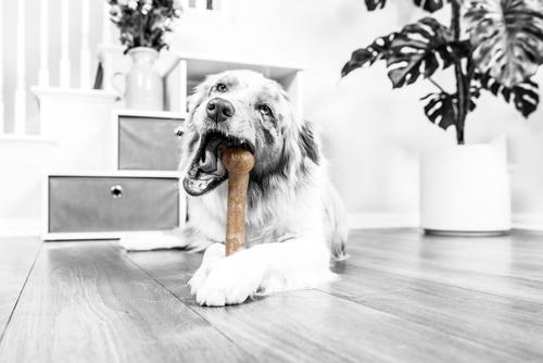 Show full view: Pet Qwerks Dinosaur BarkBone Bacon Flavor Tough Dog Chew Toy, Medium slide 6 of 9