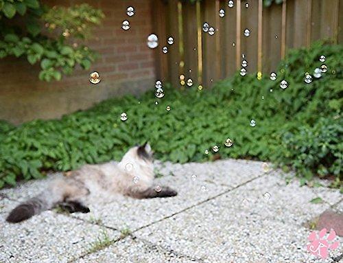 Show full view: Pet Qwerks Incredibubbles for Cats, Catnip slide 5 of 9