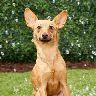 Show full view: Pet Qwerks Incredibubbles for Dogs, Peanut Butter, 25-mL slide 3 of 11