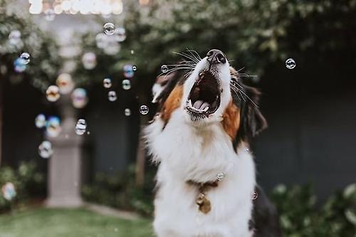 Show full view: Pet Qwerks Incredibubbles for Dogs, Peanut Butter, 25-mL slide 6 of 11