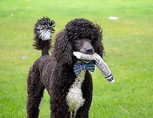 Show full view: Pet Qwerks Krinkle & Squeak Newspaper Stuffing-Free Plush Dog Toy, Large slide 5 of 8