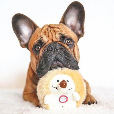 Show full view: Pet Qwerks Christmas Holiday Gift Box Dog Toy, Large slide 5 of 6