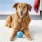 Show in main carousel: Pet Qwerks Talking Babble Ball Dog Toy, Large slide 3 of 8