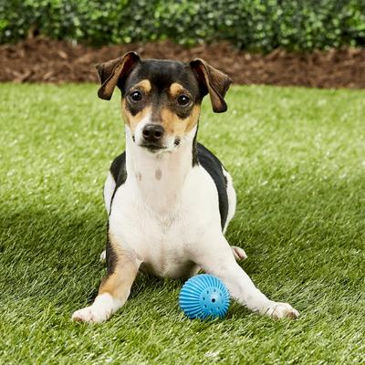 Show full view: Pet Qwerks Talking Babble Ball Dog Toy, Small slide 3 of 9