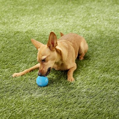 Show full view: Pet Qwerks Talking Babble Ball Dog Toy, Small slide 4 of 9