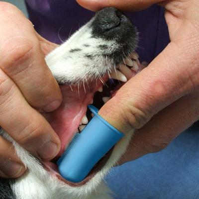 Show full view: Pet Republique Dog & Cat Finger Toothbrush, 3 count slide 7 of 9