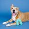 Show in main carousel: Pet Shop by Fringe Studio Color Me Happy Turq Rubber Dog Chew Toy slide 4 of 7