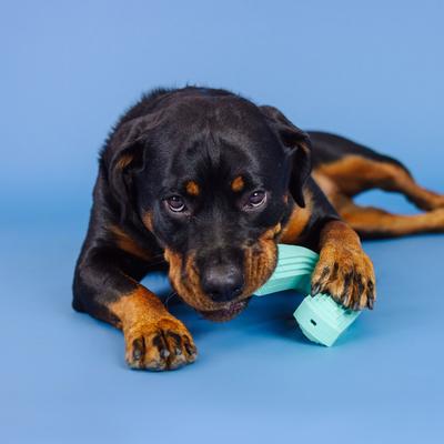 Show full view: Pet Shop by Fringe Studio Color Me Happy Turq Rubber Dog Chew Toy slide 6 of 7