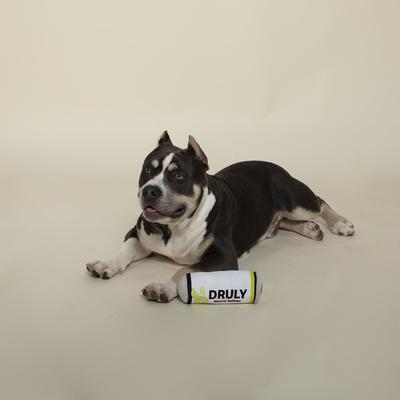 Show full view: Pet Shop by Fringe Studio Druly Lickin' Lime Squeaky Plush Dog Toy slide 3 of 4