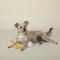 Show in main carousel: Pet Shop by Fringe Studio Soy Into You Small Dog Squeaky Plush Dog Toy, 3 count slide 3 of 4