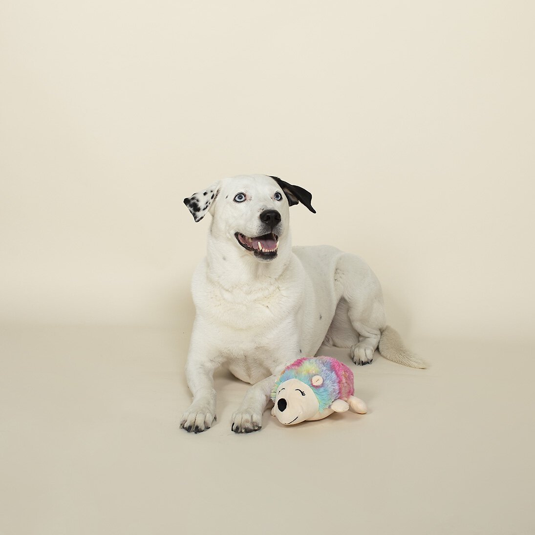 Pet Shop by Fringe Studio Skye Blue the Llamacorn Squeaky Plush Dog Toy