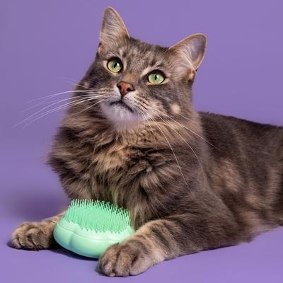 Show full view: Pet Teezer Cat Grooming Brush, Green slide 3 of 7