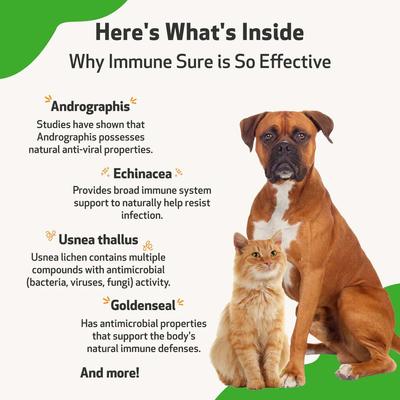 Show full view: Pet Wellbeing Immune SURE Bacon Flavored Liquid Immune Supplement for Dogs & Cats, 2-oz bottle slide 7 of 10