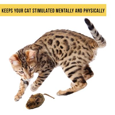 Show full view: Pet Zone Play-N-Squeak MouseHunter Cat Toy with Catnip slide 6 of 8