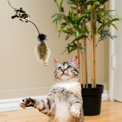 Show full view: Pet Zone Tiger Teaser Wand Cat Toy with Catnip, Color Varies slide 6 of 8