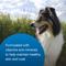 Show in main carousel: PetAg Chicken Flavor High Calorie Gel Supplement for Dogs, 5-oz tube slide 7 of 9