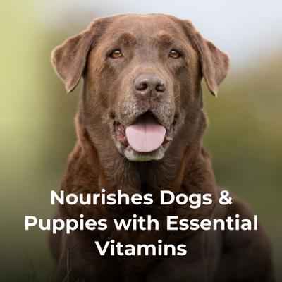 Show full view: PetAg Dyne PRO HG Healthy Gut Liquid Supplement for Dogs, 16-fl oz bottle slide 6 of 6