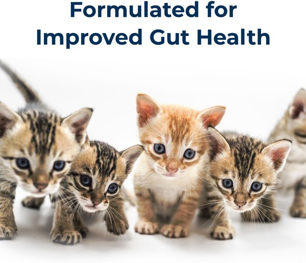 Carnivore cake: easy & healthy homemade cat treat - Jess Caticles