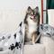Show in main carousel: PetAmi Sherpa Fleece Waterproof Cat & Dog Blanket, Paw Gray, Medium  slide 6 of 10
