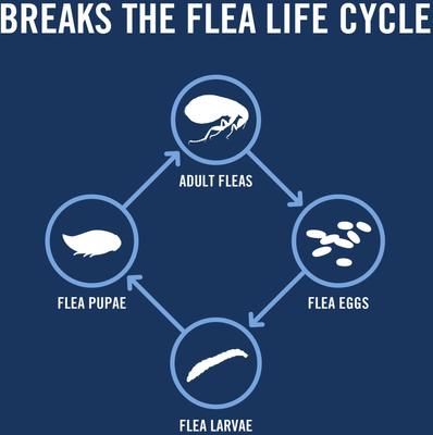 Show full view: PetArmor Plus Flea & Tick Spot Treatment for Dogs, 23-44 lbs, 12 Doses (12-mos. supply) slide 5 of 10