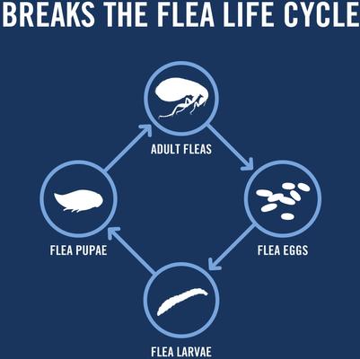 Show full view: PetArmor Plus Flea & Tick Spot Treatment for Dogs, 89-132 lbs, 6 Doses (6-mos. supply) slide 5 of 11