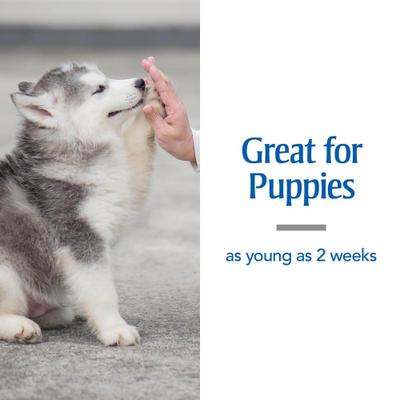 Show full view: PetArmor Sure Shot 2X Dewormer for Hookworms & Roundworms for Dogs, 2-fl oz bottle slide 3 of 8