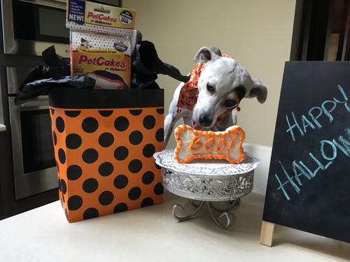 Show full view: PetCakes Halloween Turkey Flavored Cake Kit Dog Treats, 5-oz bag slide 6 of 7