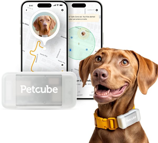Petcube Support Petcube Phone Number Petcube Cam Indoor Wi-Fi Pet