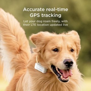 Petcube Dog GPS Tracker & Activity Monitor