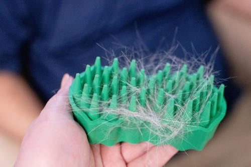 Show full view: PetKORE GroomBug Cat Brush, Green, Medium slide 8 of 10